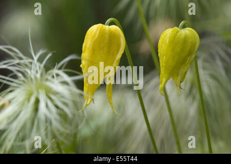 Goldene Clematis, Clematis tangutica Stockfoto