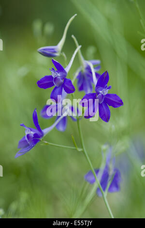 Rittersporn, Konsolidierung Regalis Gabelung Stockfoto