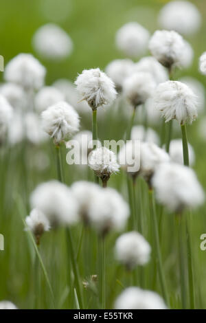 der Scheuchzer-Wollgras, Wollgras scheuchzeri Stockfoto