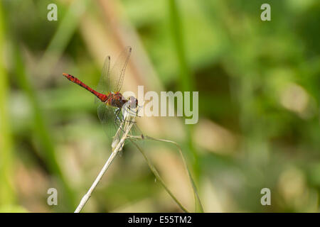 Ein Bild einer Libelle Ruddy Darter, Sympetrum Sanguineum, ruht auf einem Stick im Fairburn Ings Naturreservat. Stockfoto