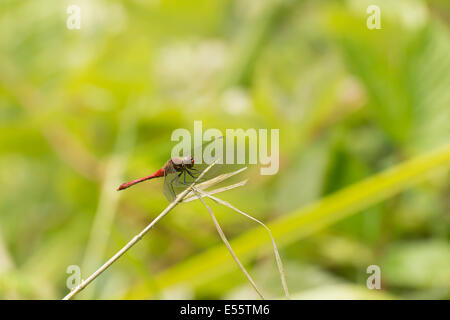 Ruddy Darter Libelle, Sympetrum Sanguineum, sitzt auf einem Zweig im Naturreservat RSPB Fairburn Ings in West Yorkshire. Stockfoto