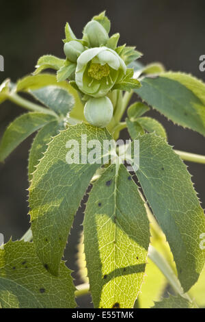 korsische Nieswurz, Helleborus argutifolius Stockfoto