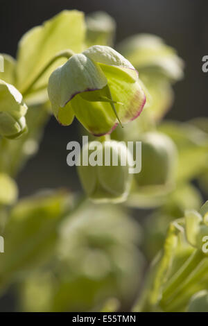 stinkender Nieswurz, Helleborus foetidus Stockfoto