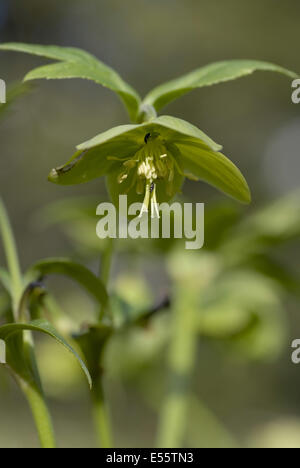 grüne Nieswurz, Helleborus viridis Stockfoto