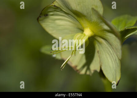 grüne Nieswurz, Helleborus viridis Stockfoto