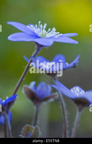 gemeinsamen Leberblümchen Hepatica nobilis Stockfoto