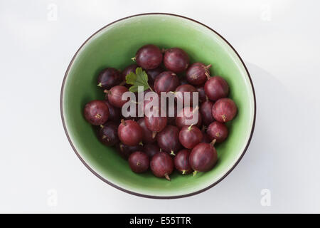 Spülbecken der unvorbereitet Stachelbeeren Stockfoto