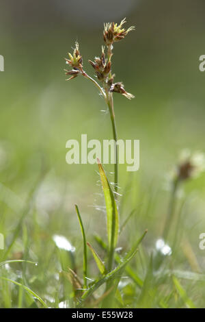 Bereich Holz-Rush, Luzula campestris Stockfoto