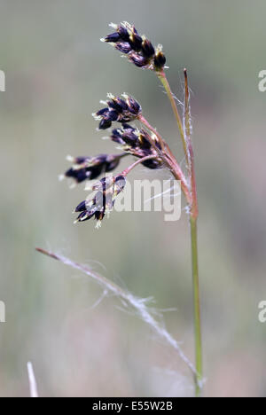 Bereich Holz-Rush, Luzula campestris Stockfoto