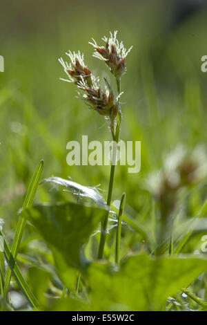 Bereich Holz-Rush, Luzula campestris Stockfoto