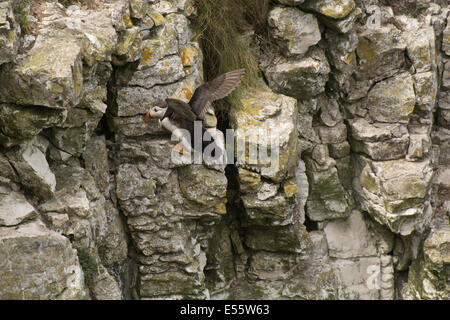 Ein Bild von einem Papageitaucher Fratercula Arctica, Landung am Nest Standort südlich der RSPB Bempton Cliffs-Land. Stockfoto