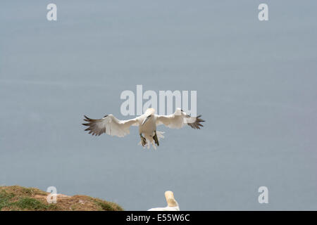 Ein Basstölpel, Morus Bassanus, kommen ins Land an der RSPB Bempton Cliffs Kolonie in East Yorkshire. Stockfoto