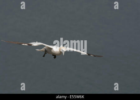 Erwachsenen Gannet im Flug nähert sich seinen Nistplatz im RSPB Bempton Cliffs. Stockfoto