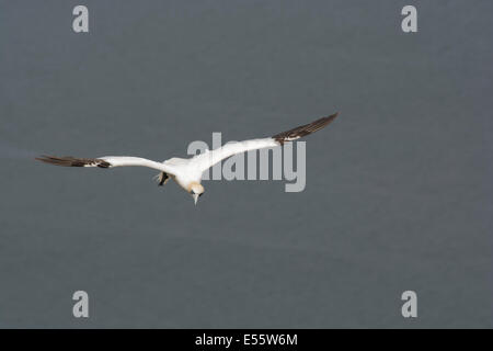 Ein Tölpel nähert sich seinen Nistplatz in der RSPB Bempton Cliffs an der Ostküste 6 Meilen nördlich von Bridlington. Stockfoto