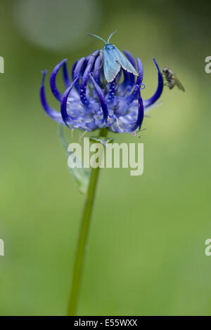 rundköpfigen Rapunzeln, Phyteuma orbiculare Stockfoto