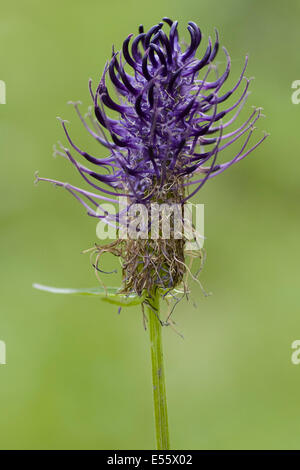 Spike Rapunzeln, Phyteuma spicatum Stockfoto