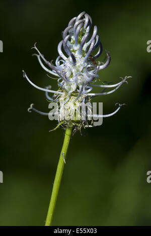 Spike Rapunzeln, Phyteuma spicatum Stockfoto