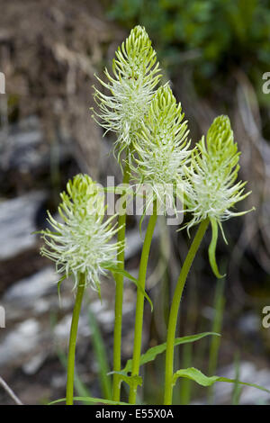 Spike Rapunzeln, Phyteuma spicatum Stockfoto