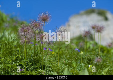 Alpine Küchenschelle Pulsatilla Alpina SSP. alpina Stockfoto