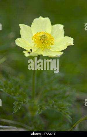 Alpine Küchenschelle Pulsatilla Alpina SSP. apiifolia Stockfoto