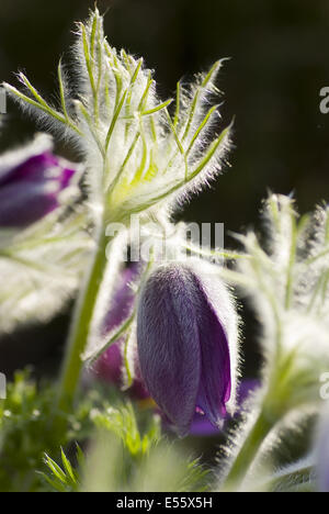 Hallers Küchenschelle Pulsatilla halleri Stockfoto