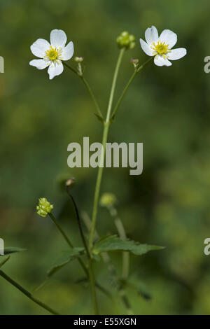 Schaltfläche "Bachelor's", Ranunculus aconitifolius Stockfoto