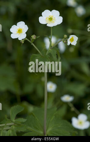 Schaltfläche "Bachelor's", Ranunculus aconitifolius Stockfoto