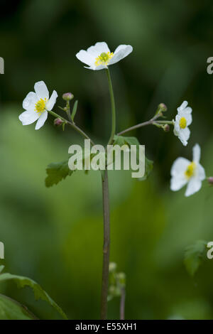 Schaltfläche "Bachelor's", Ranunculus aconitifolius Stockfoto