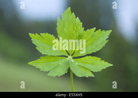 Schaltfläche "Bachelor's", Ranunculus aconitifolius Stockfoto