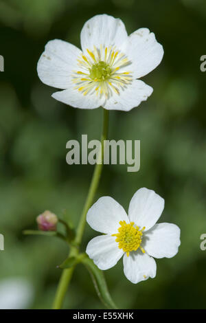 Schaltfläche "Bachelor's", Ranunculus aconitifolius Stockfoto