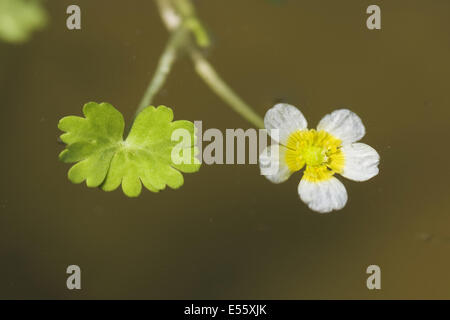 gemeinsamen Wasser-Crowfoot, Ranunculus aquatilis Stockfoto