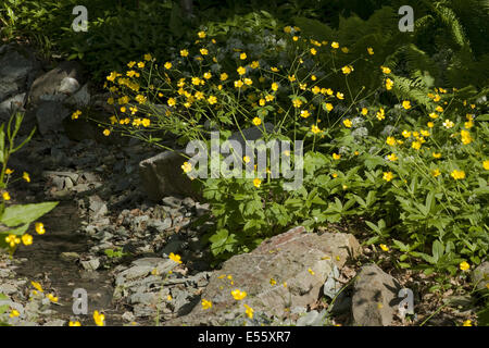 wollige Hahnenfuß, Ranunculus lanuginosus Stockfoto