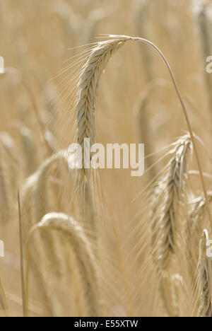 gemeinsamen Roggen, Secale cereale Stockfoto