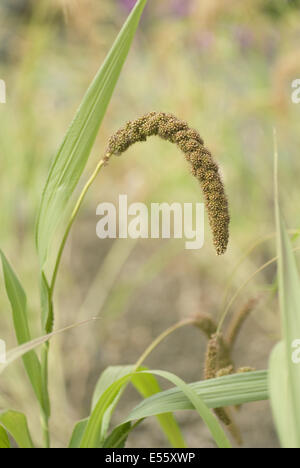 Foxtail Hirse, Setaria italica Stockfoto