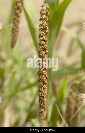 Foxtail Hirse, Setaria italica Stockfoto