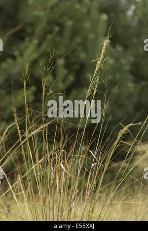 Federgras Stipa capillata Stockfoto