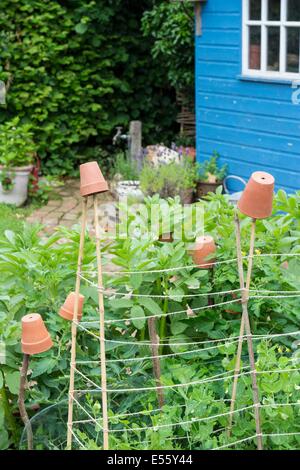 Blick auf kleine Hochbeet mit Garten Erbsen, "Kelvedon Wonder", unterstützt von Stöcken und Garten Bindfäden, England, Juli, England. Stockfoto