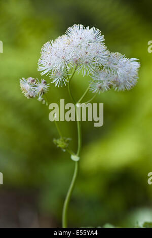 größere Wiesenraute Thalictrum aquilegiifolium Stockfoto