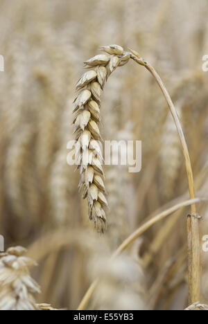 Weichweizen Triticum aestivum Stockfoto