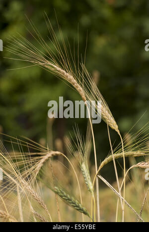 Emmer Weizen, Triticum dicoccum Stockfoto