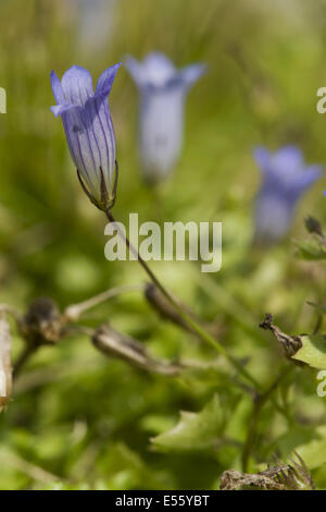 Efeu-leaved Glockenblume, Wahlenbergia hederacea Stockfoto