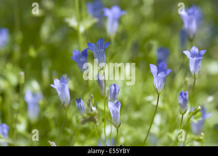 Efeu-leaved Glockenblume, Wahlenbergia hederacea Stockfoto