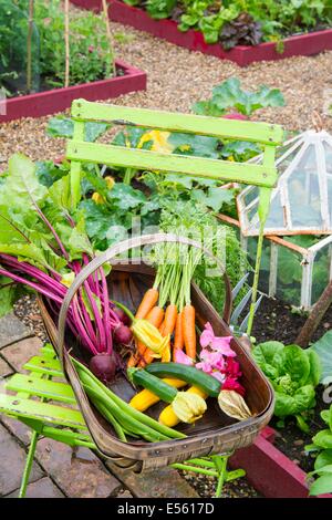 Frisch ernten Sie Sommergemüse, Karotten, rote Bete, Stangenbohnen und Zucchini in Trug auf Gartenstuhl, England, Juli. Stockfoto