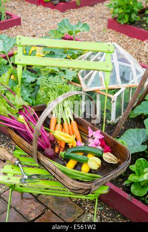 Frisch ernten Sie Sommergemüse, Karotten, rote Beete und Zucchini in Trug auf Gartenstuhl, England, Juli. Stockfoto