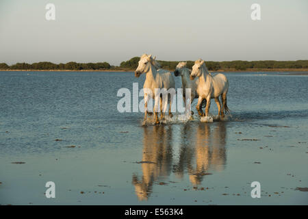 Weisse Pferde der Camargue Stockfoto