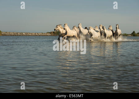 Weisse Pferde der Camargue Stockfoto