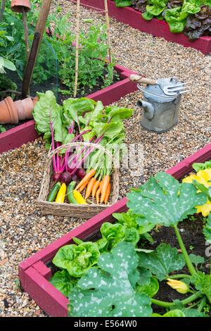 Frisch ernten Sie Sommergemüse, Karotten, rote Bete, Stangenbohnen und Zucchini in Wicker Trug am Gartenweg, England, Juli. Stockfoto