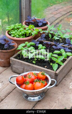 Topf gewachsen süß, lila und Thai-Basilikum im Gewächshaus mit Schüssel mit frischen Tomaten Stockfoto