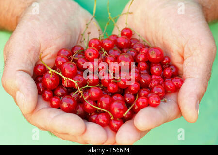 Rote Johannisbeeren. Ribes Rubrum. Stockfoto