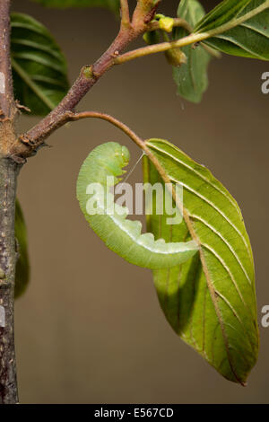 Caterpillar Brimstone Schmetterling Gonepteryx Rhamni zu verpuppen, befestigt mit Seidenfaden Stockfoto